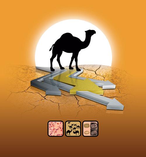 امور بین الملل