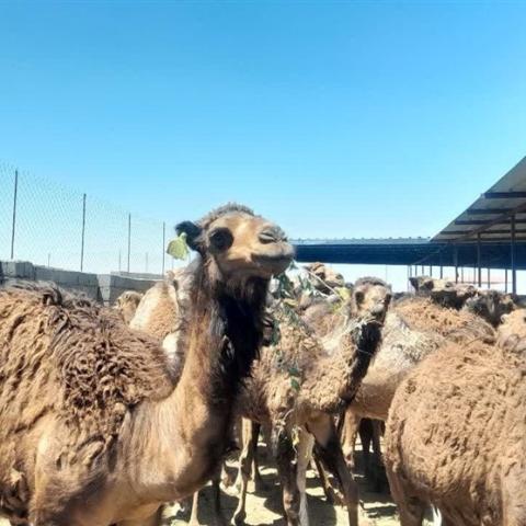 بردسکن قطب پرورش شتر در خراسان رضوی است